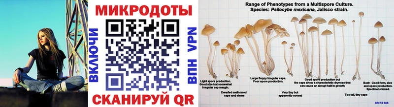 Галлюциногенные грибы Psilocybine cubensis  сайты даркнета какой сайт  Торопец 